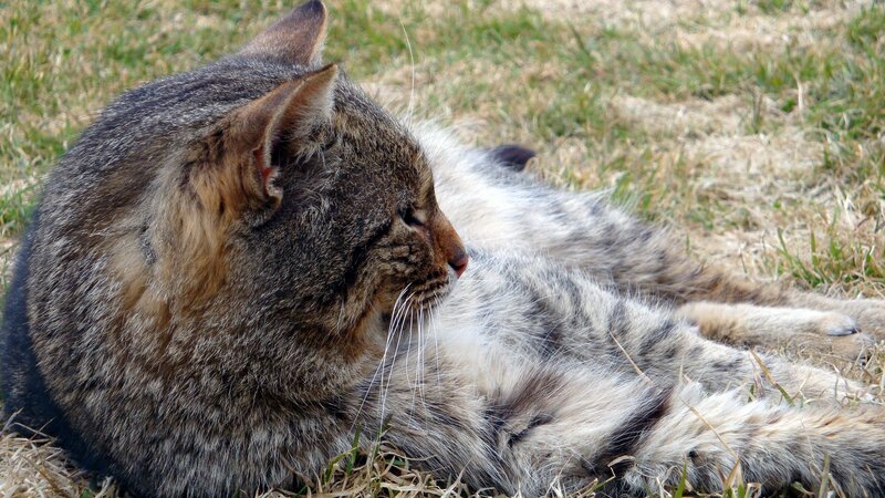 Tabby Cat Lying on Grass — Brown, Calm, Afternoon, Photograph