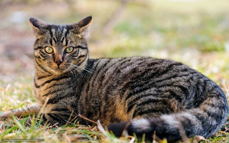 Tabby Cat Lying on Grass — Brown, Calm