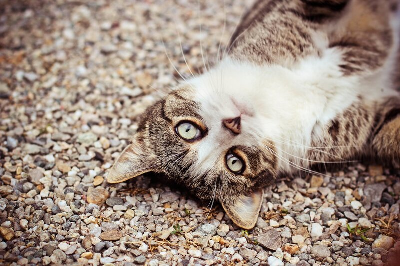Tabby Cat Lying on Gravel