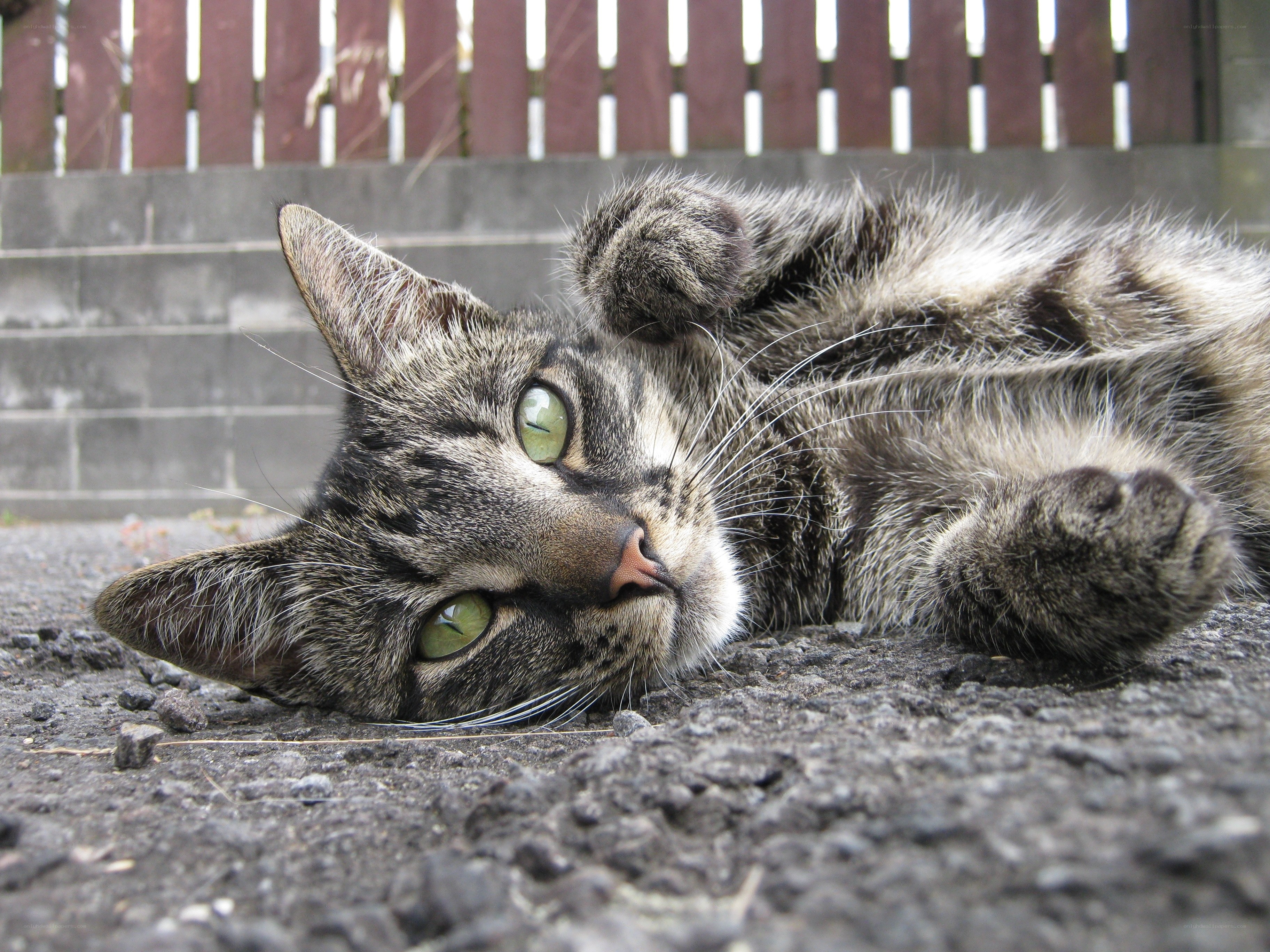 tabby cat lying on ground