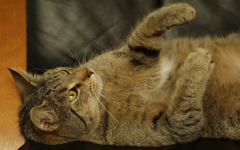 tabby cat lying on its back