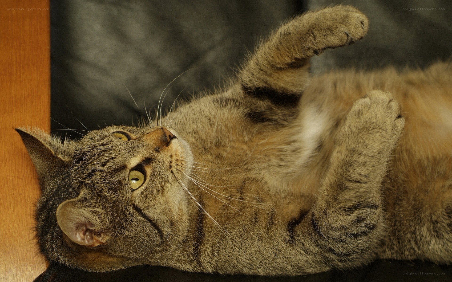 tabby cat lying on its back