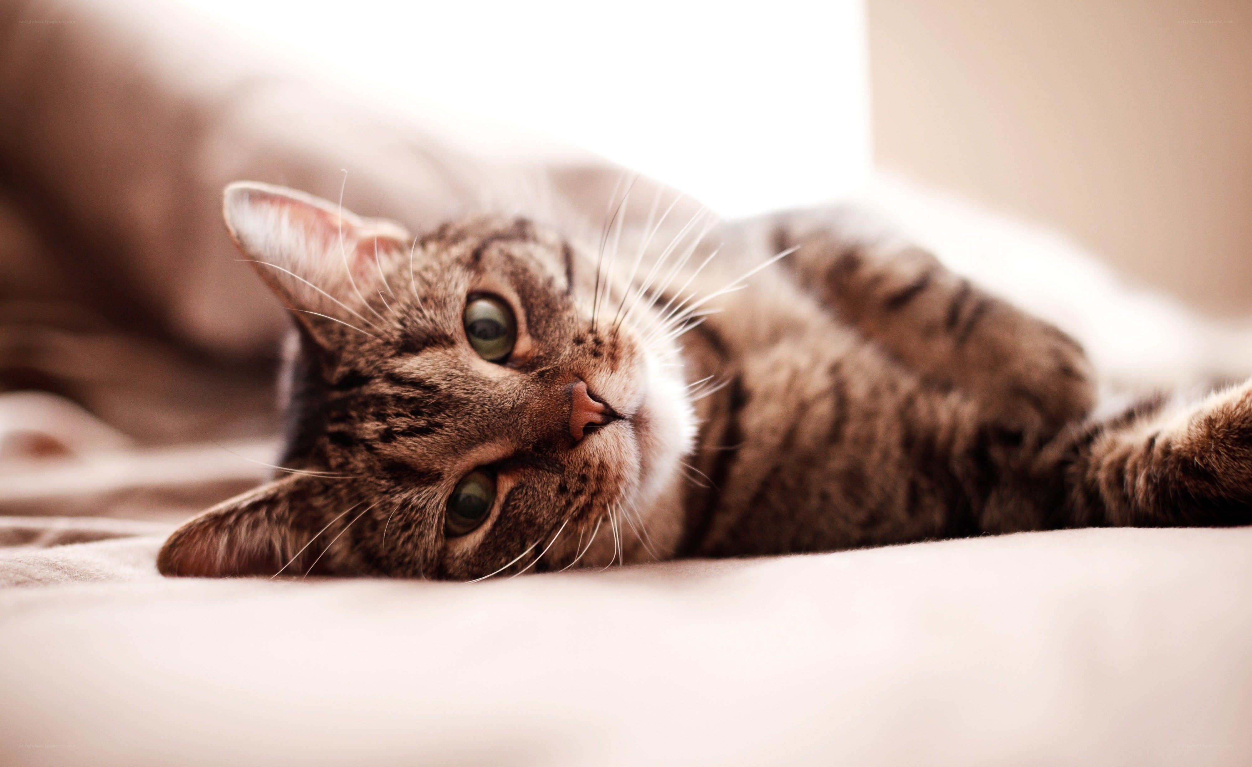 tabby cat lying on its back