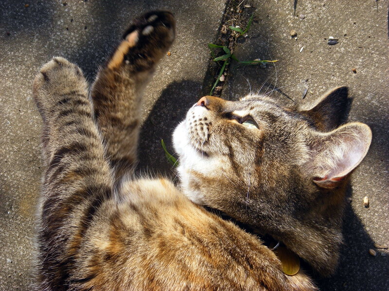 Tabby cat lying on its back