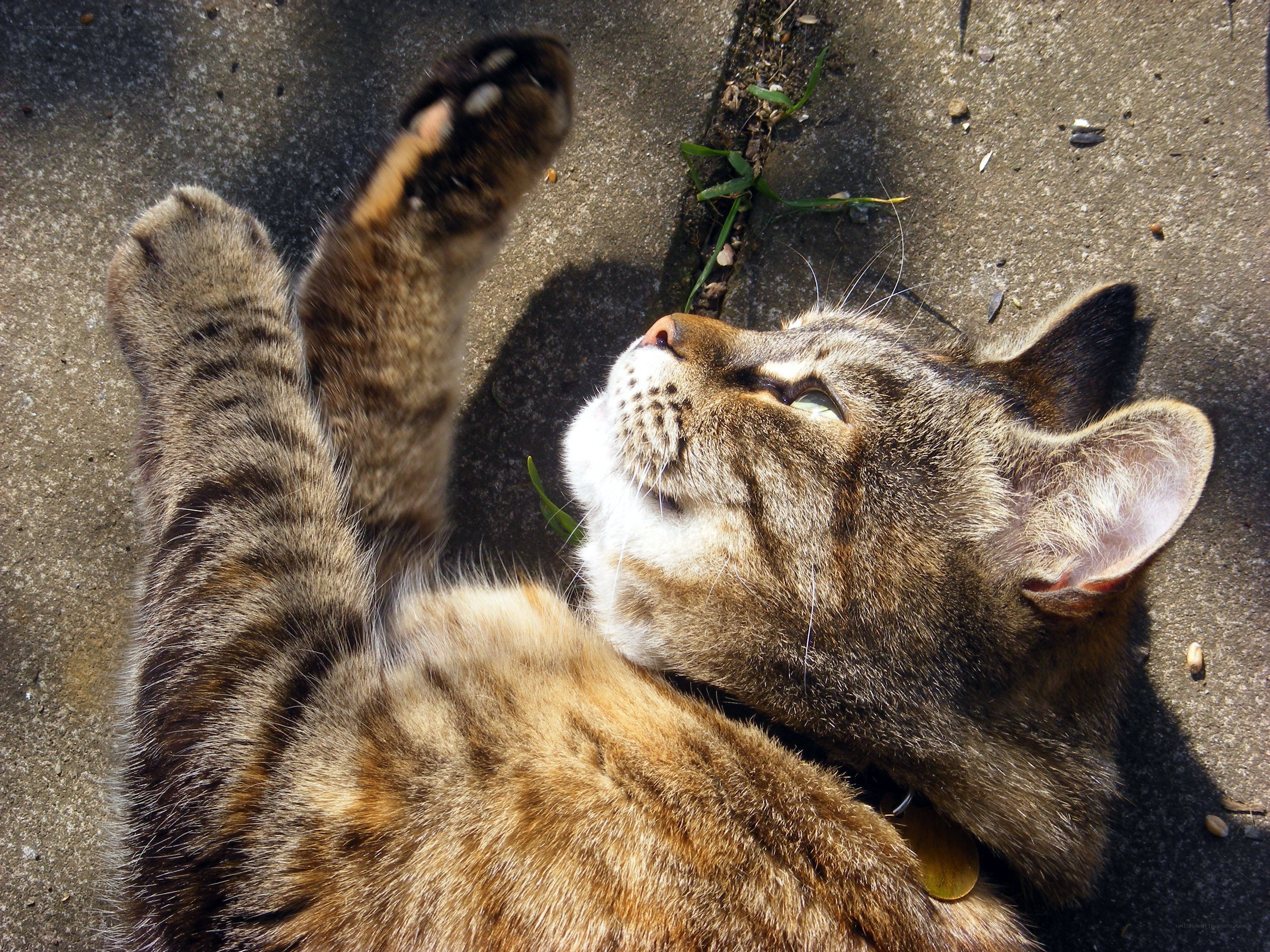 Tabby cat lying on its back