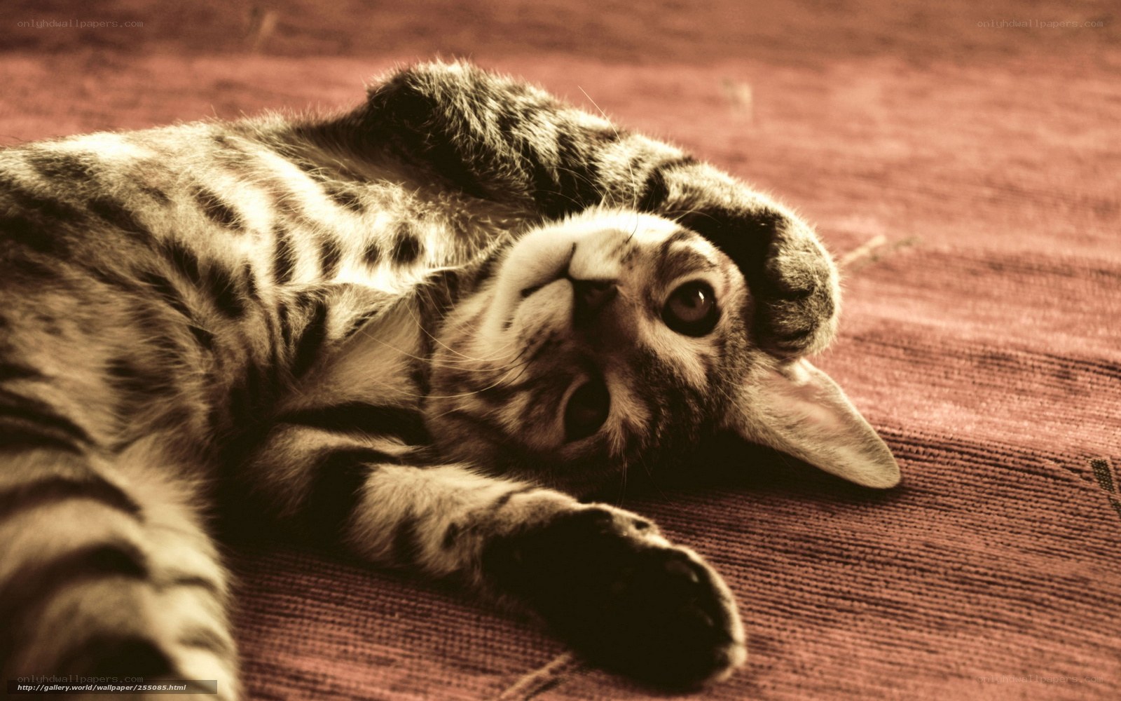 tabby cat lying on its back