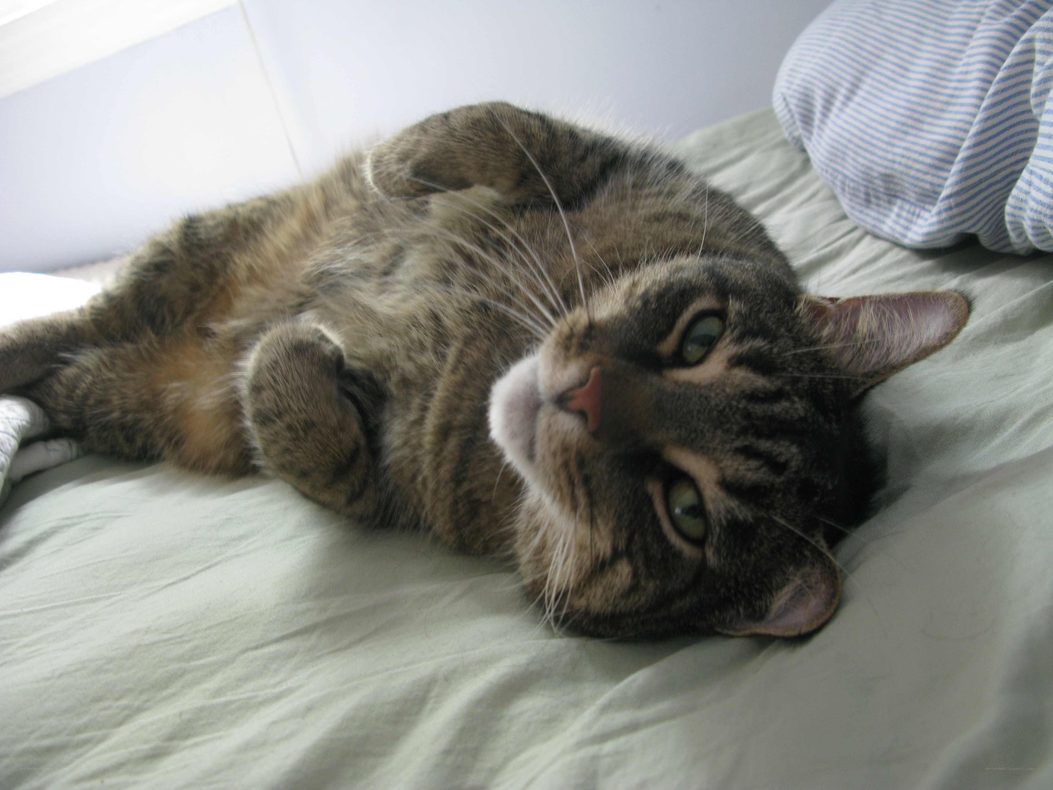 tabby cat lying on its back