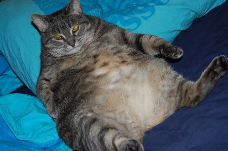 tabby cat lying on its back