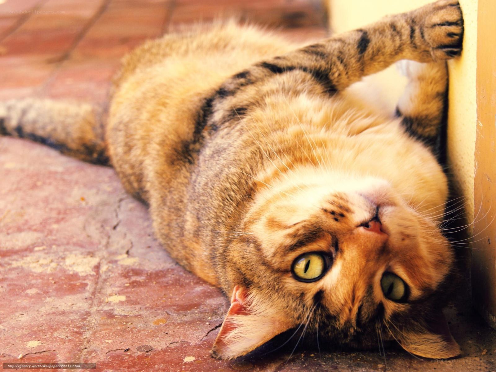 tabby cat lying on its back