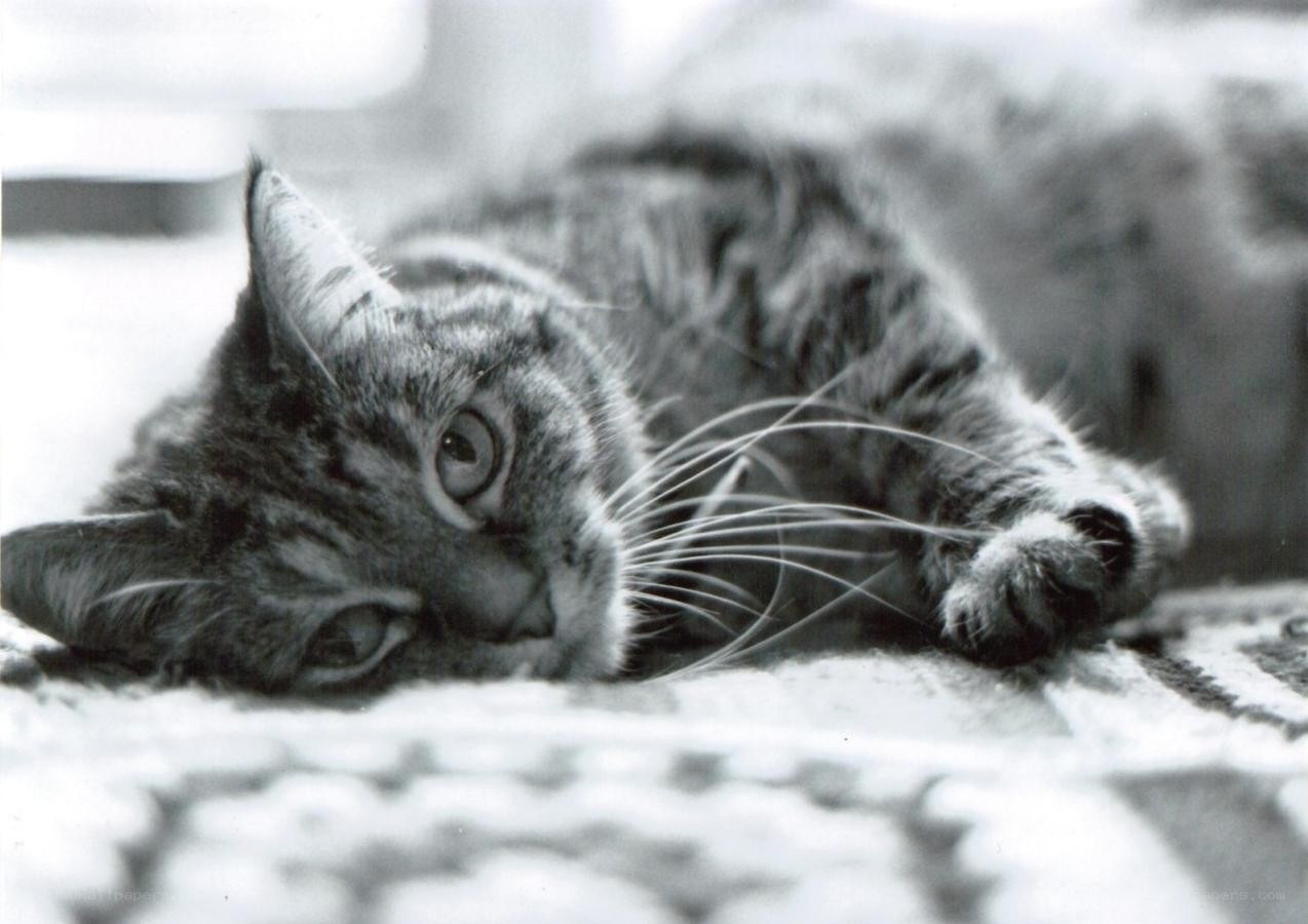 tabby cat lying on rug