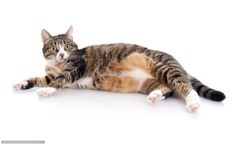 tabby cat lying on white