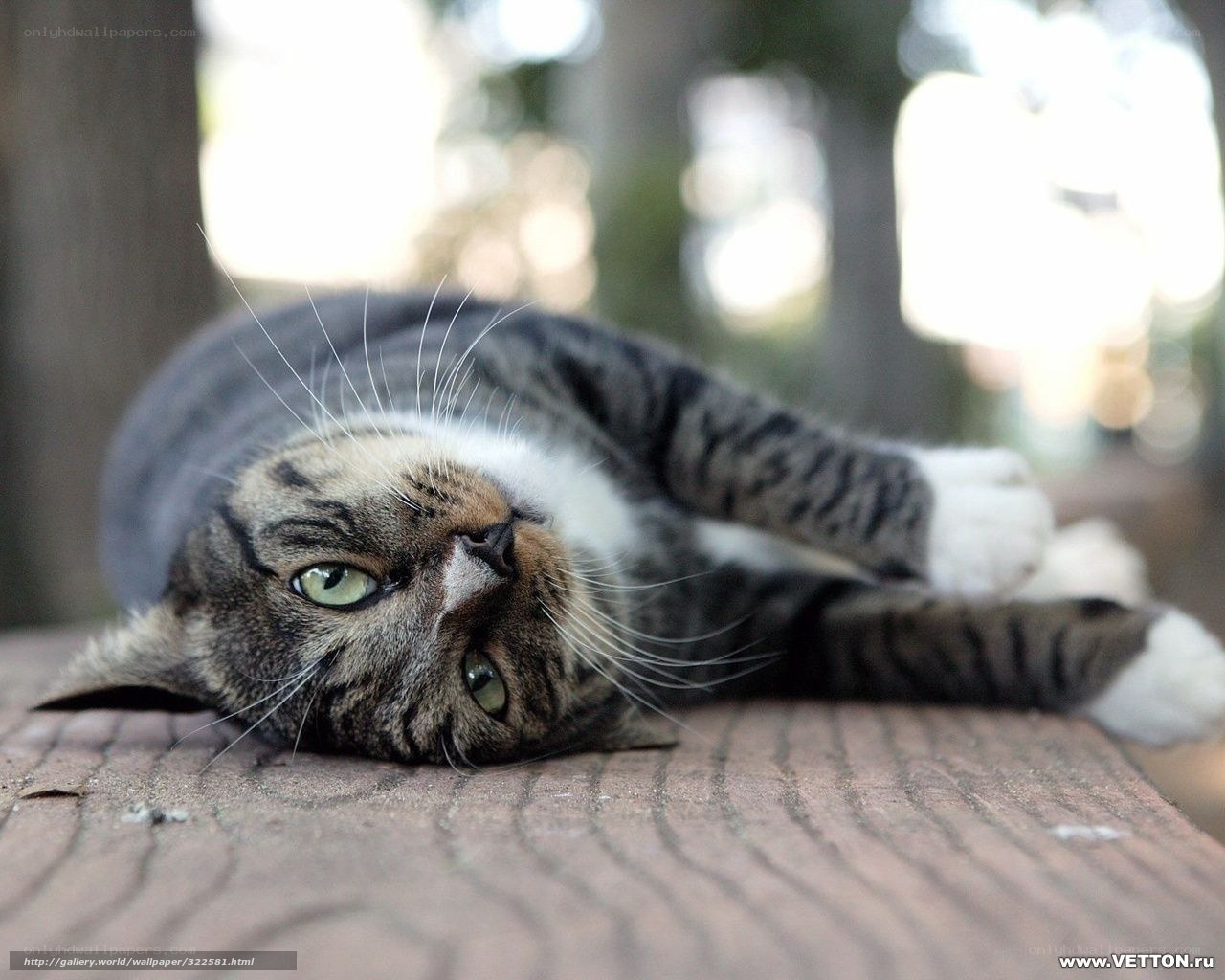 tabby cat lying on wooden surface