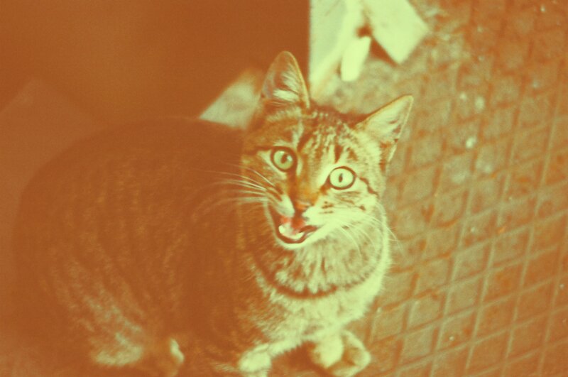 Tabby Cat Meowing