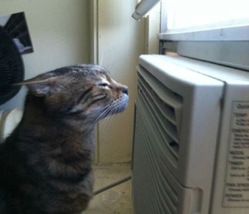 Tabby Cat Near Air Conditioner