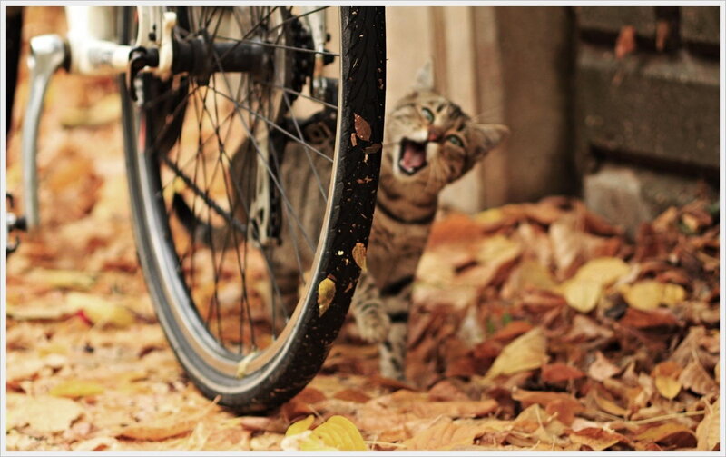 Tabby Cat Near Bicycle — Brown