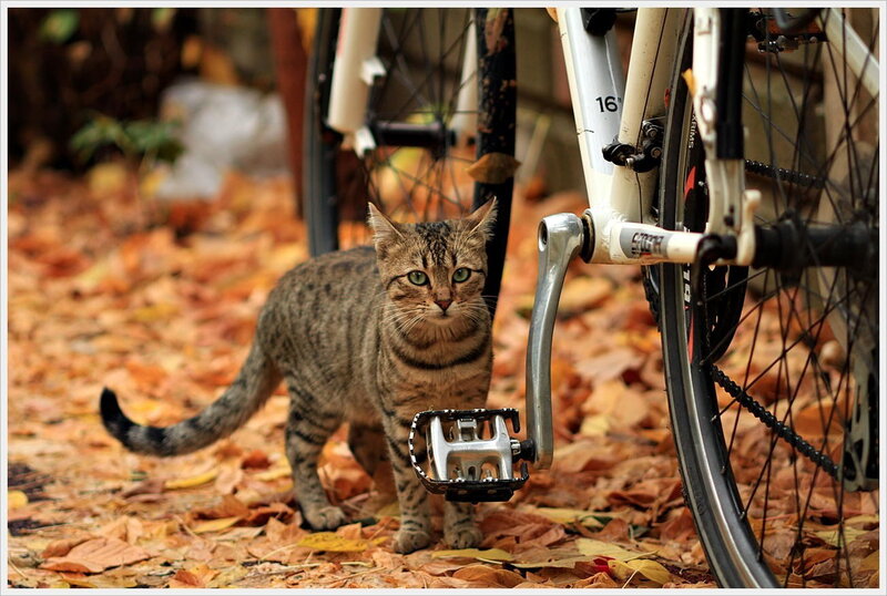 Tabby Cat Near Bicycle