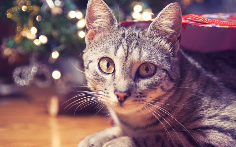 tabby cat near christmas tree