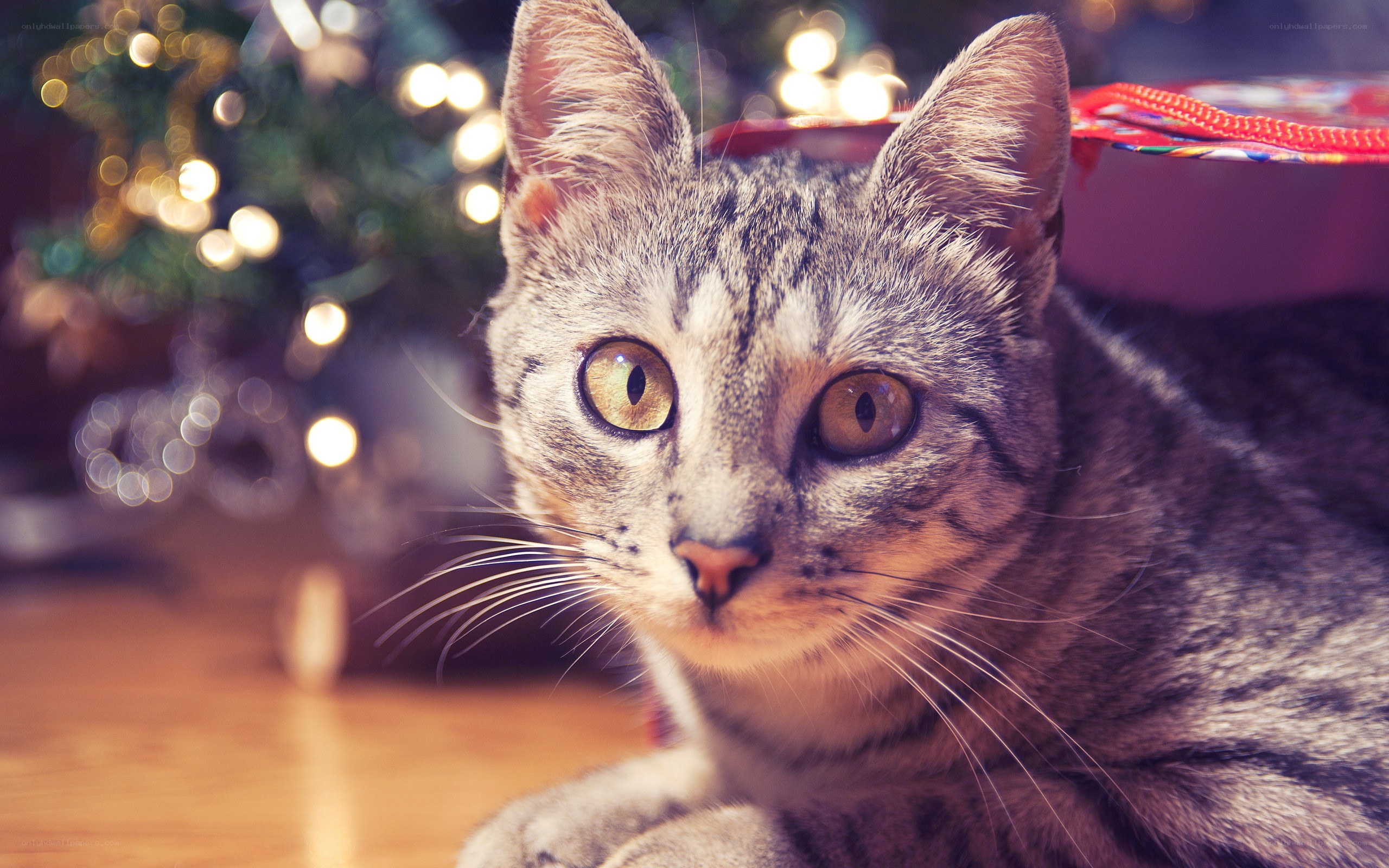 tabby cat near christmas tree
