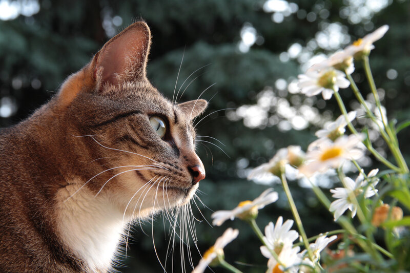 Tabby Cat Near Flowers — Brown