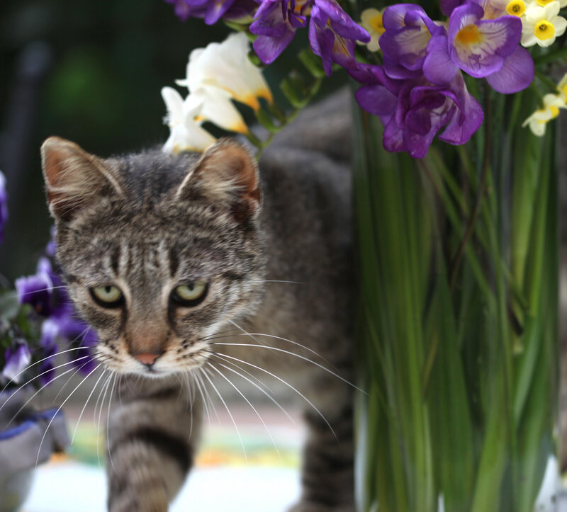 Tabby Cat Near Flowers