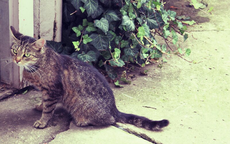 tabby cat near ivy bush