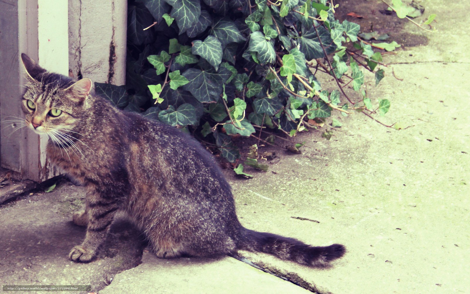 tabby cat near ivy