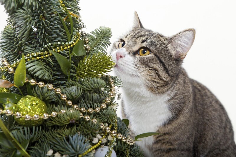 Tabby Cat Near Tree — Green