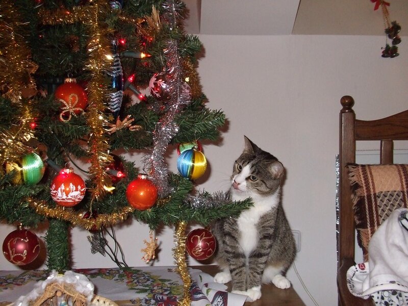 Tabby Cat Near Tree