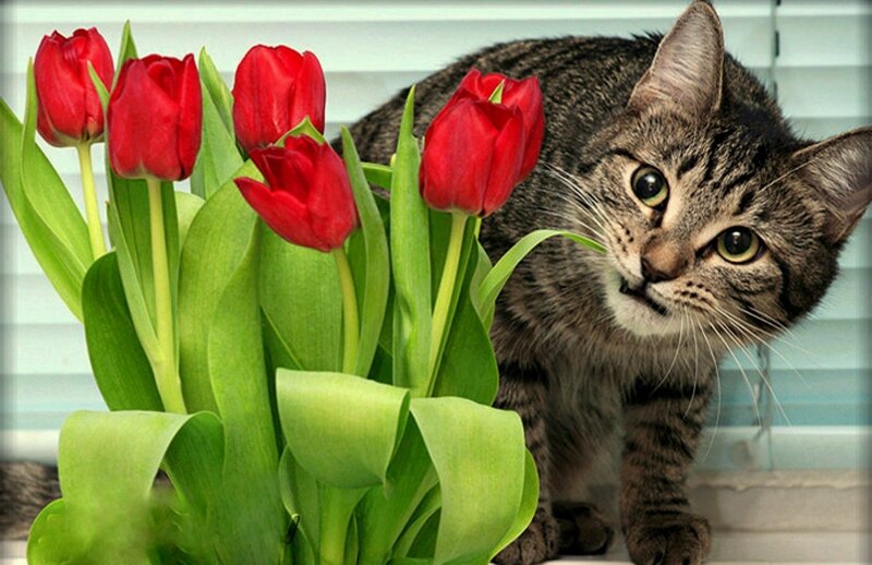 Tabby Cat Near Tulips