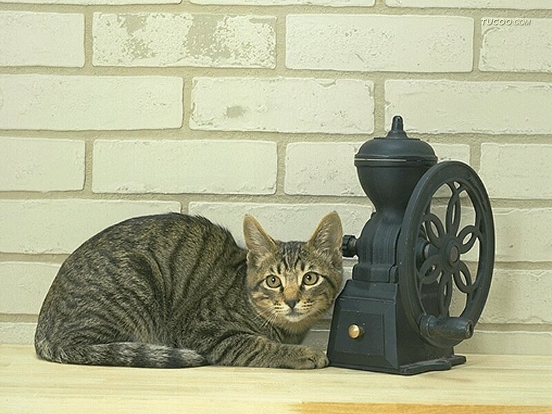 Tabby Cat Next to Grinder