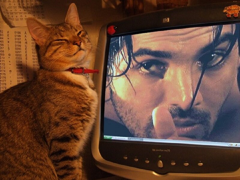 Tabby Cat Next to Monitor