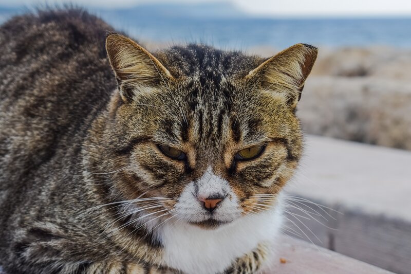 tabby cat on a beach