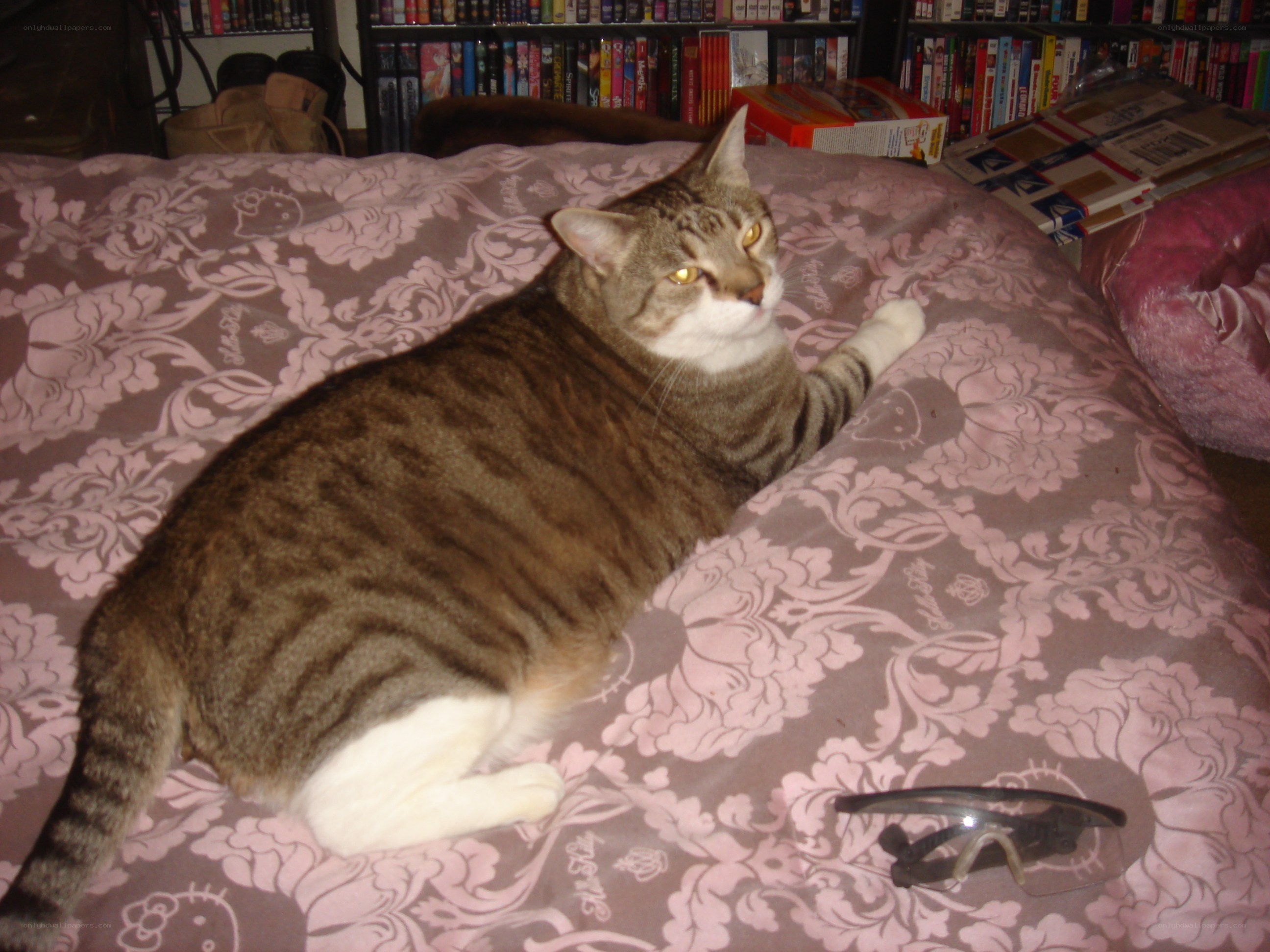 Tabby cat on a bed