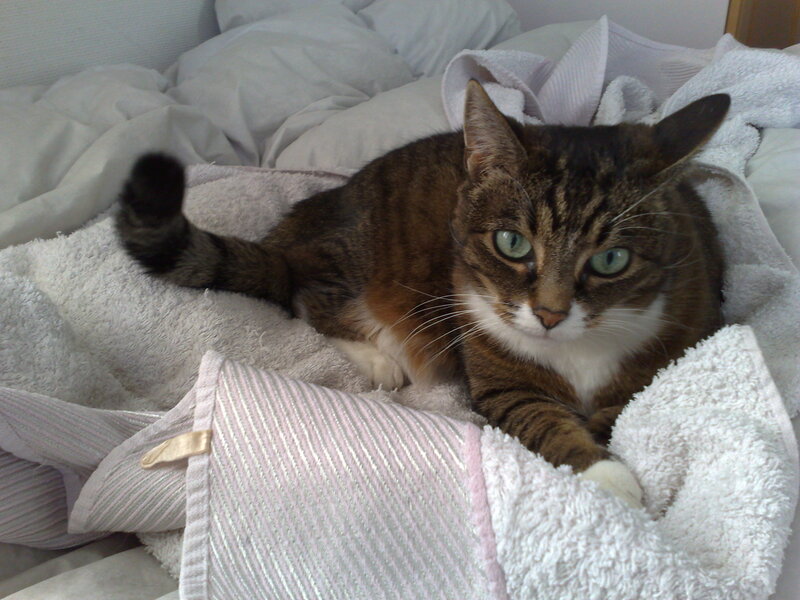 tabby cat on a bed