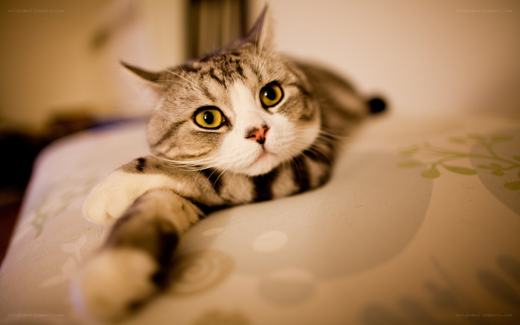 tabby cat on a bed