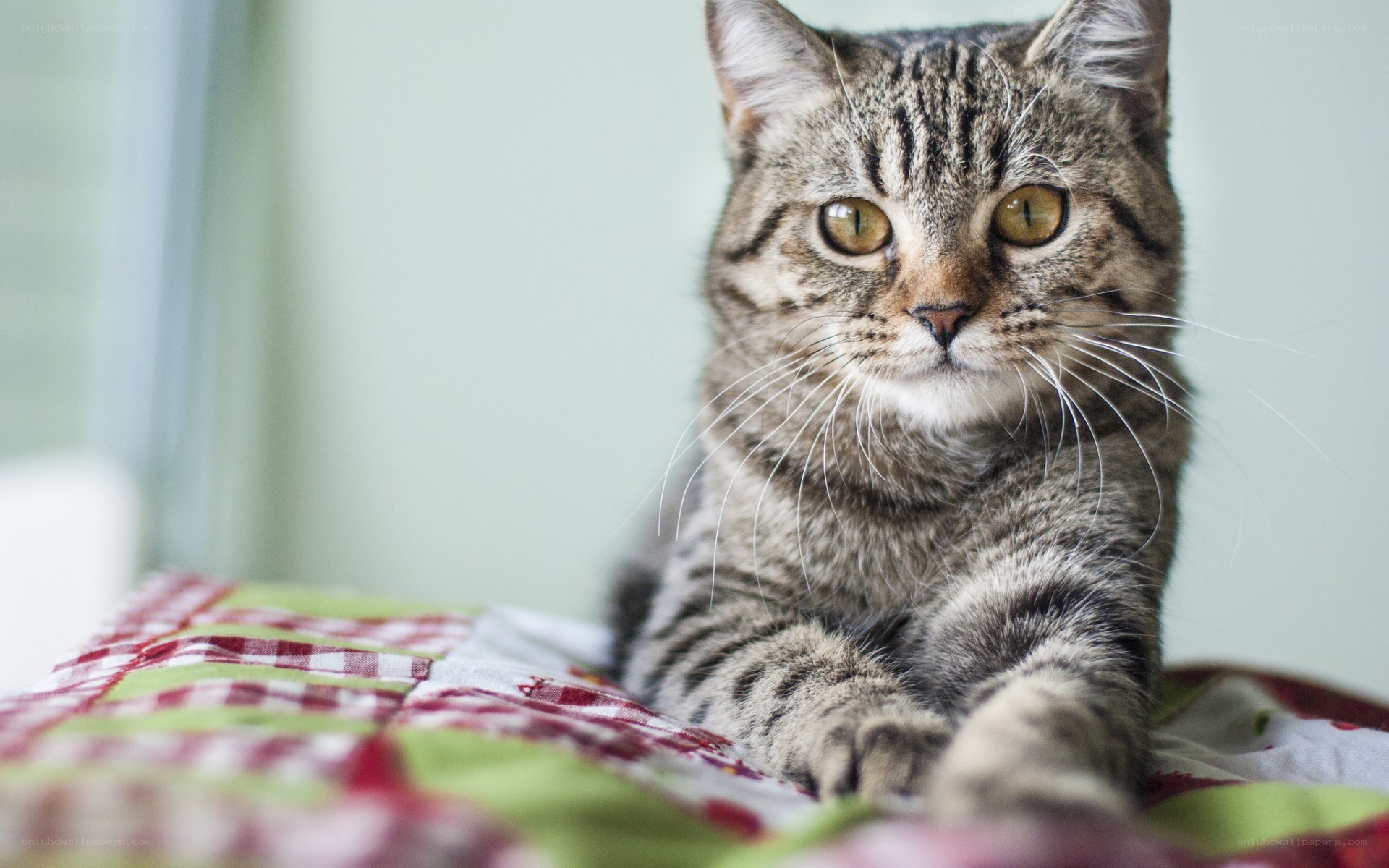 tabby cat on a blanket