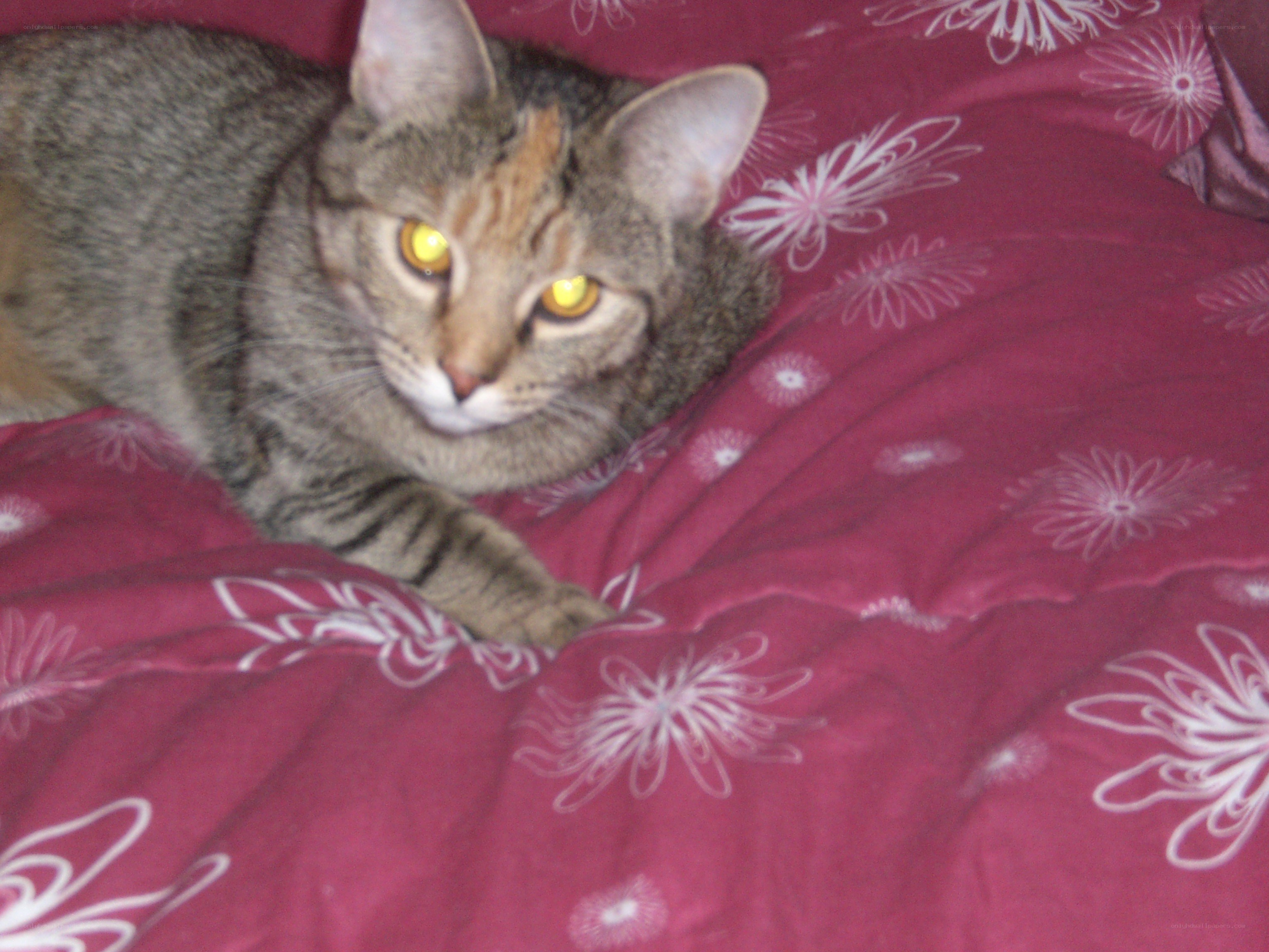 tabby cat on a blanket