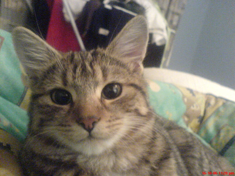 tabby cat on a blanket