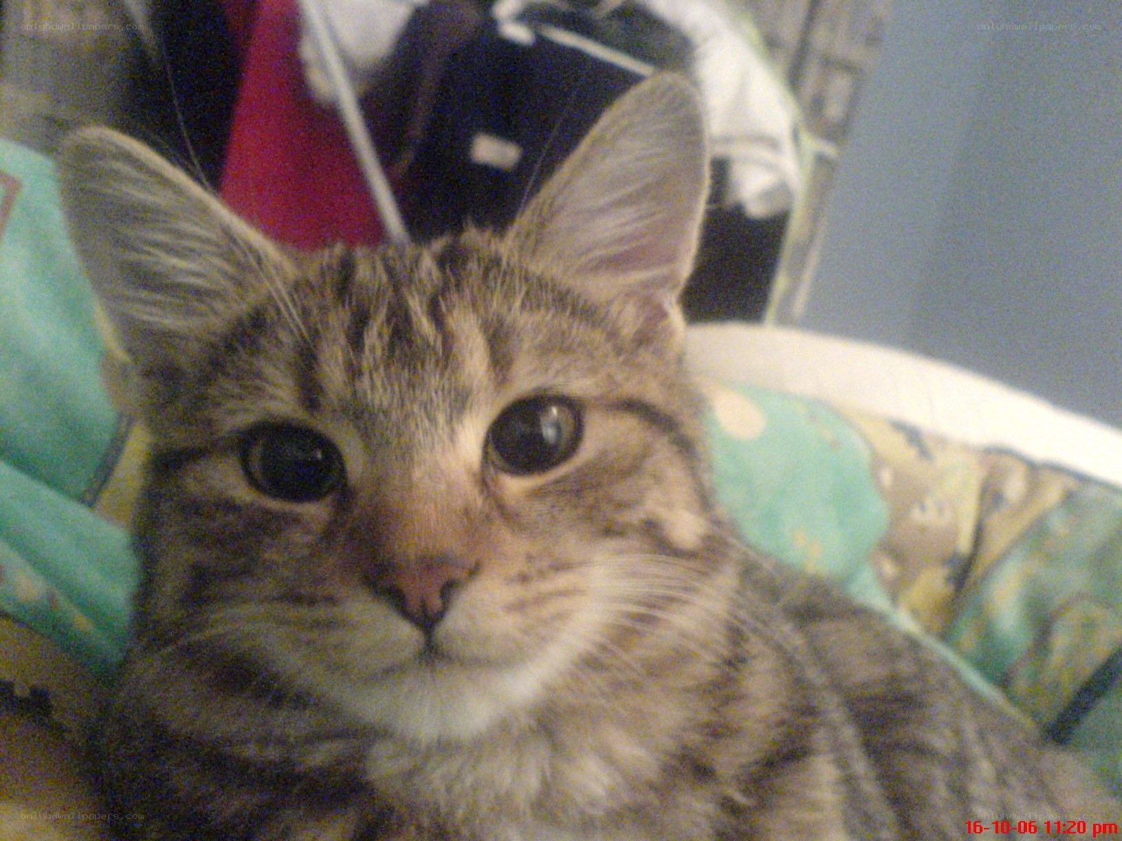 tabby cat on a blanket