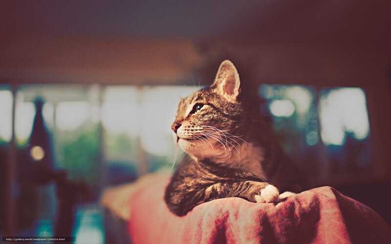 tabby cat on a blanket