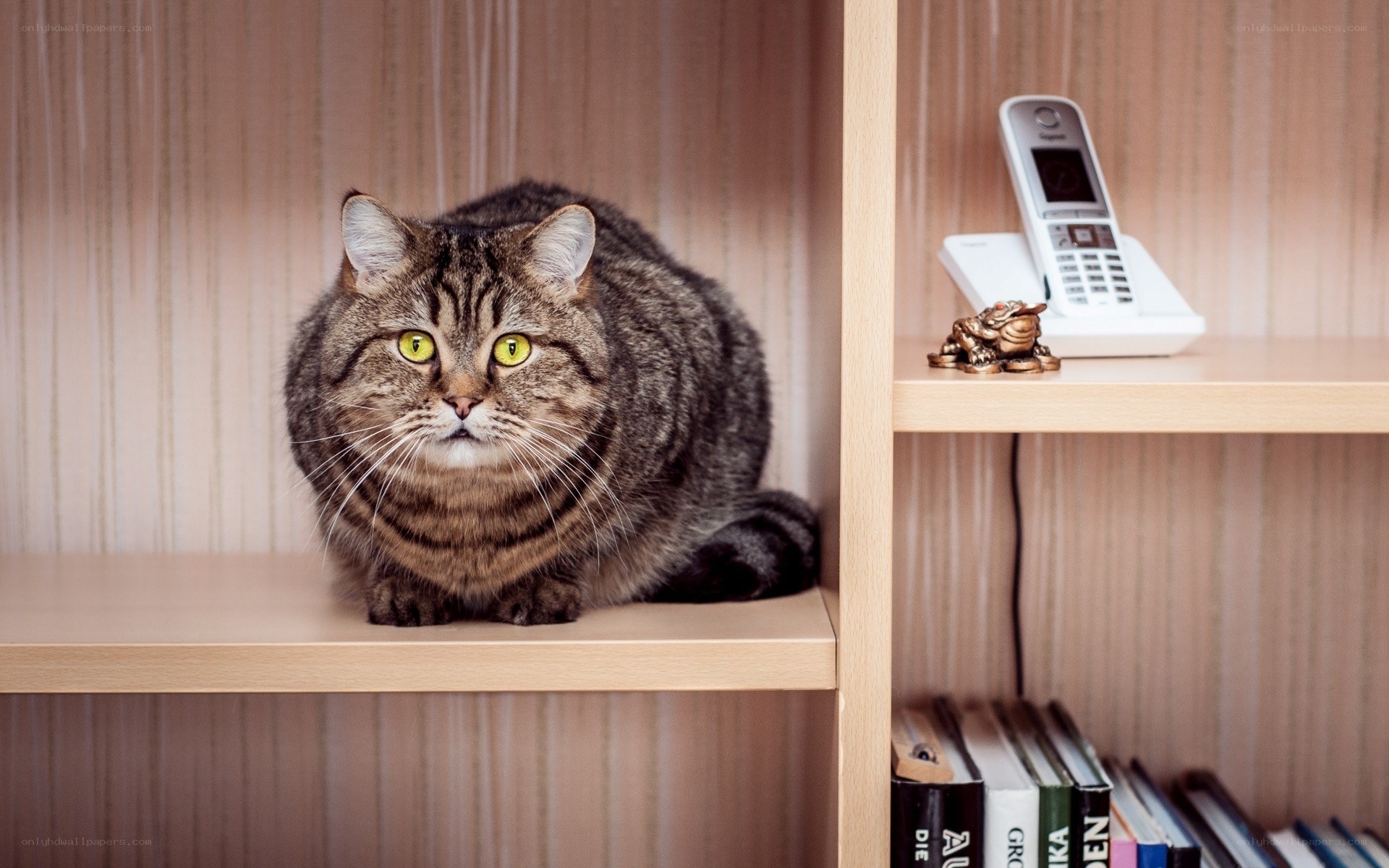 Tabby cat on a bookshelf
