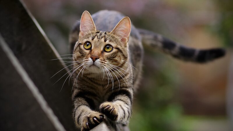 tabby cat on a branch