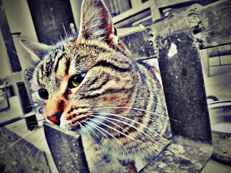 tabby cat on a chair