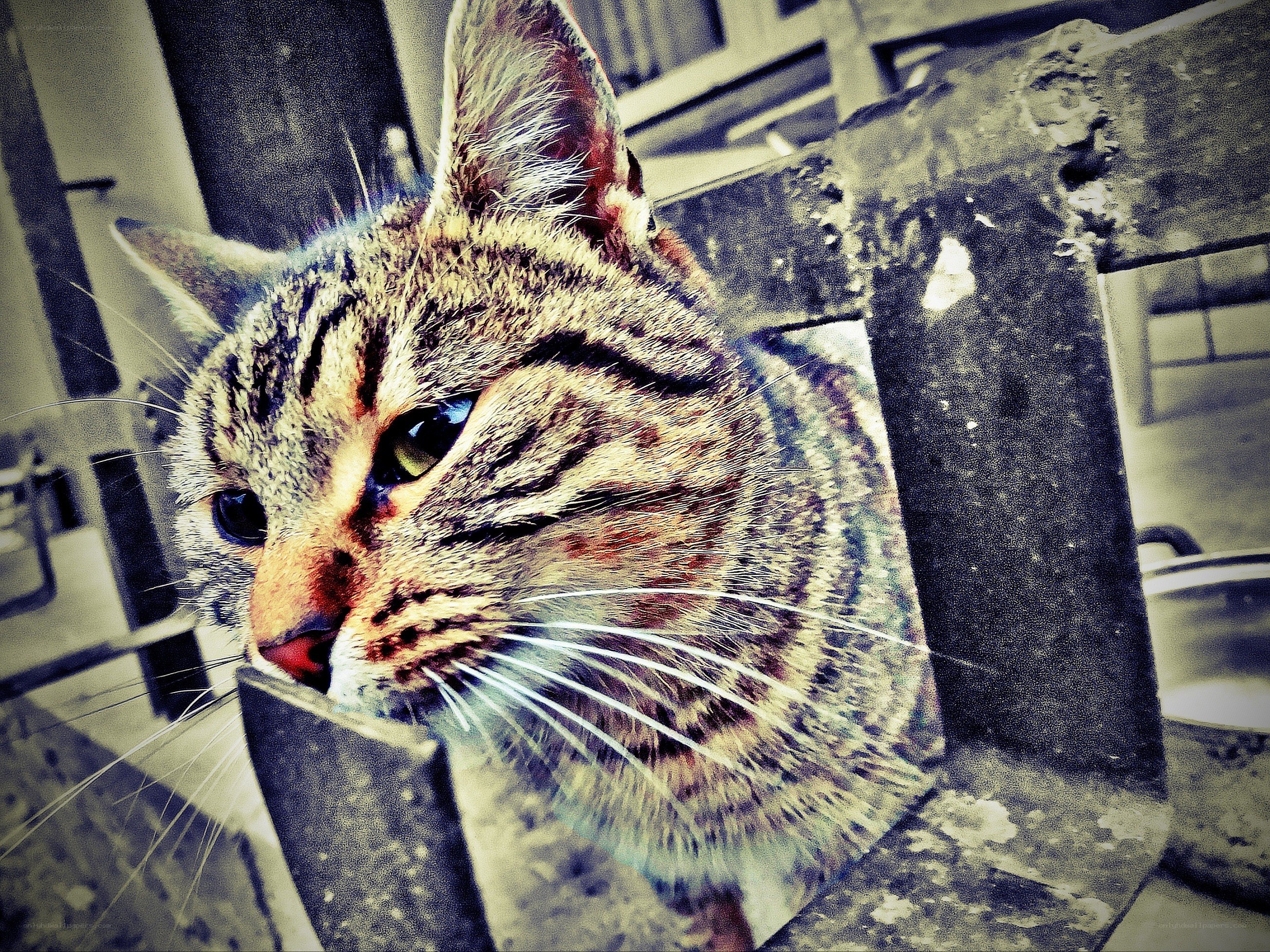 tabby cat on a chair