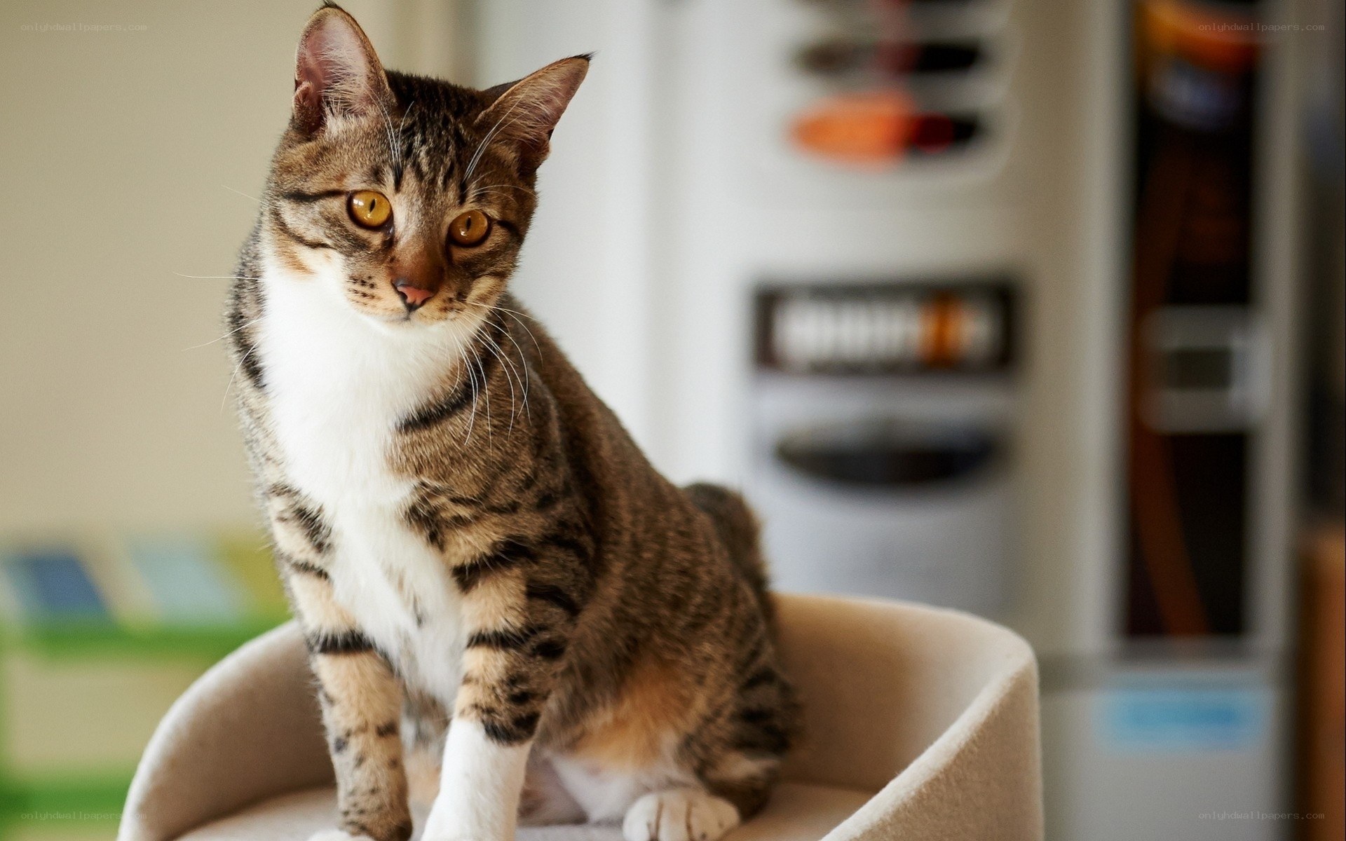 tabby cat on a chair