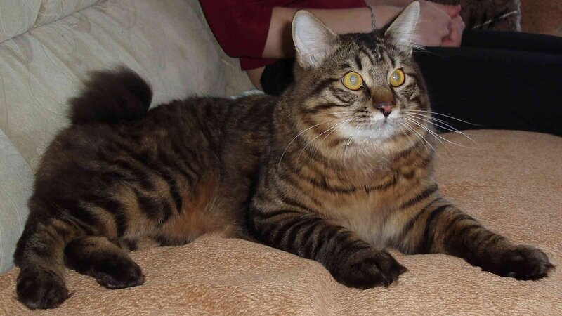 tabby cat on a couch