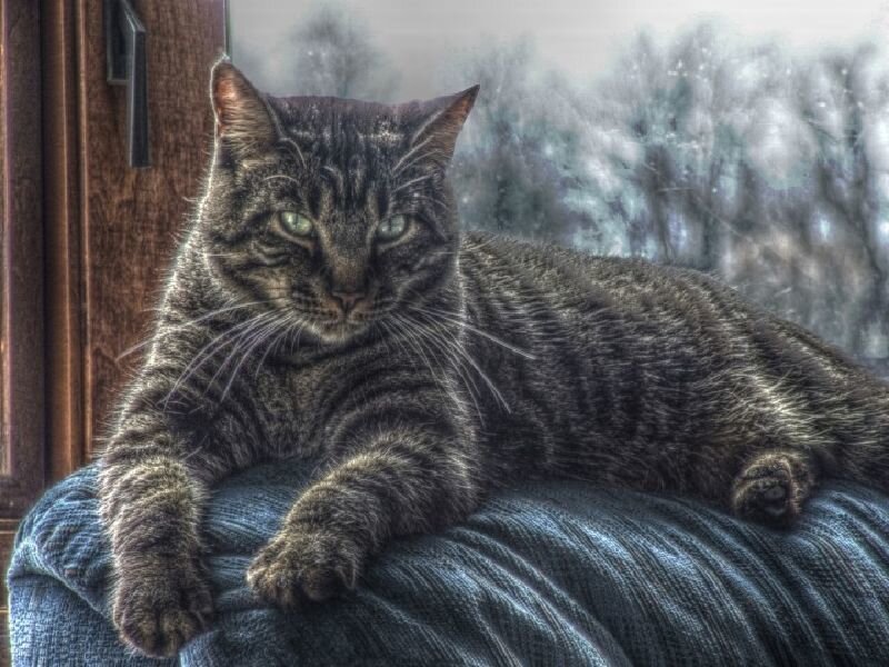 tabby cat on a cushion