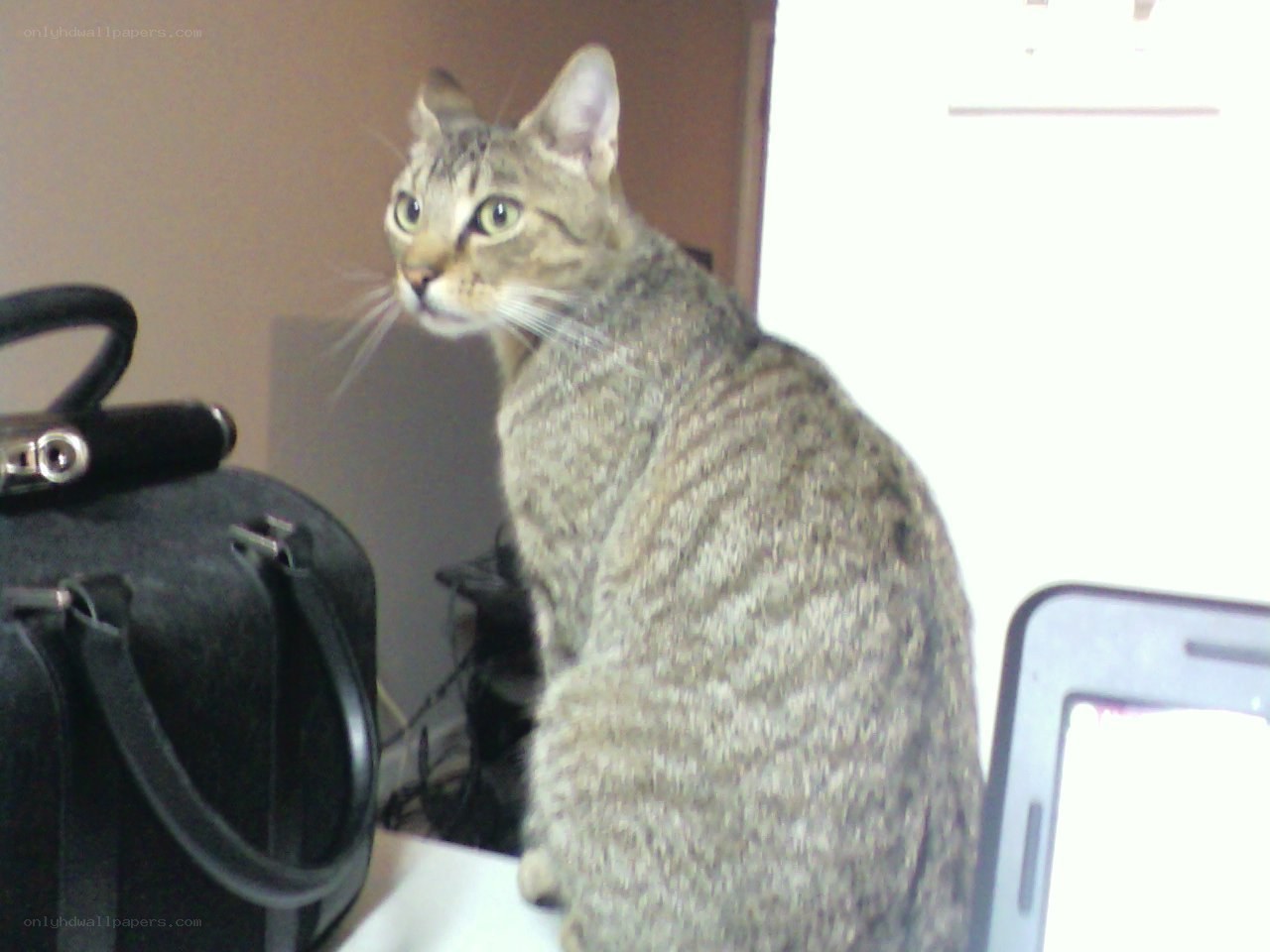 tabby cat on a desk