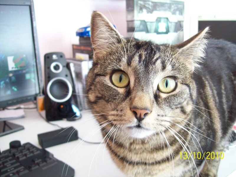 tabby cat on a desk