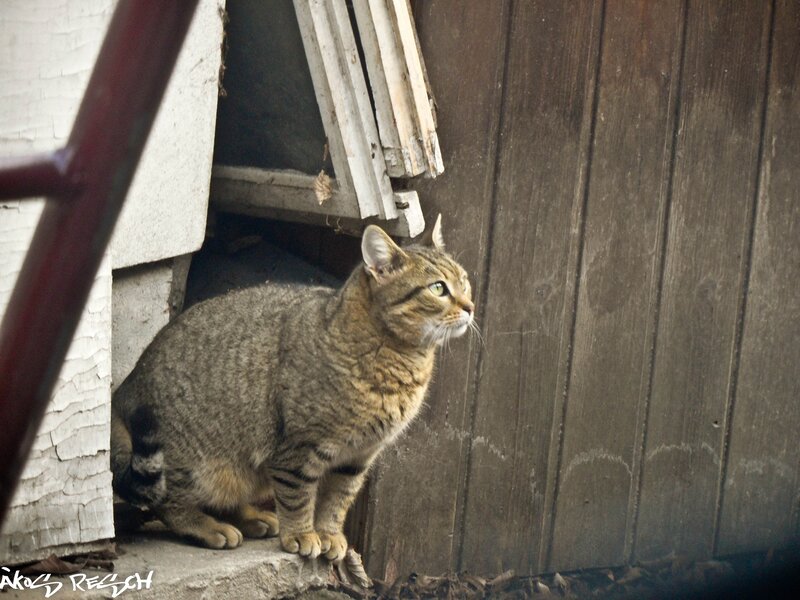 Tabby cat on a doorstep
